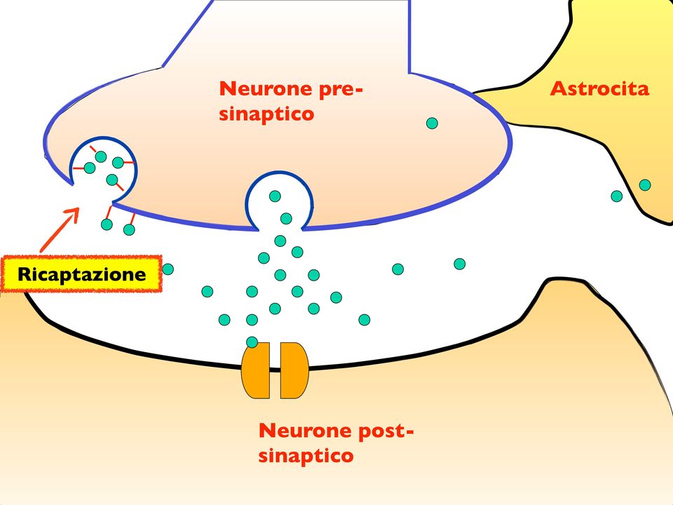 Astrocita