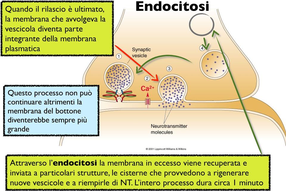 più grande Attraverso l endocitosi la membrana in eccesso viene recuperata e inviata a particolari strutture,