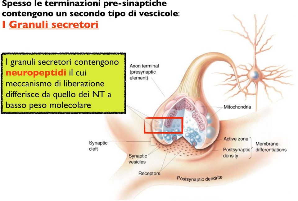 secretori contengono neuropeptidi il cui meccanismo di