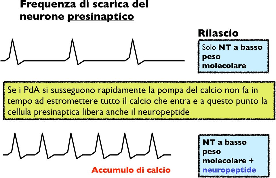 ad estromettere tutto il calcio che entra e a questo punto la cellula presinaptica