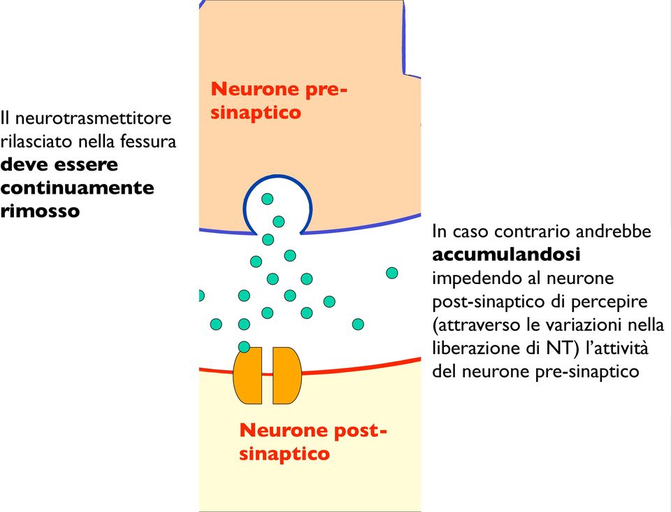 In caso contrario andrebbe accumulandosi Diffusione impedendo al neurone post-sinaptico di