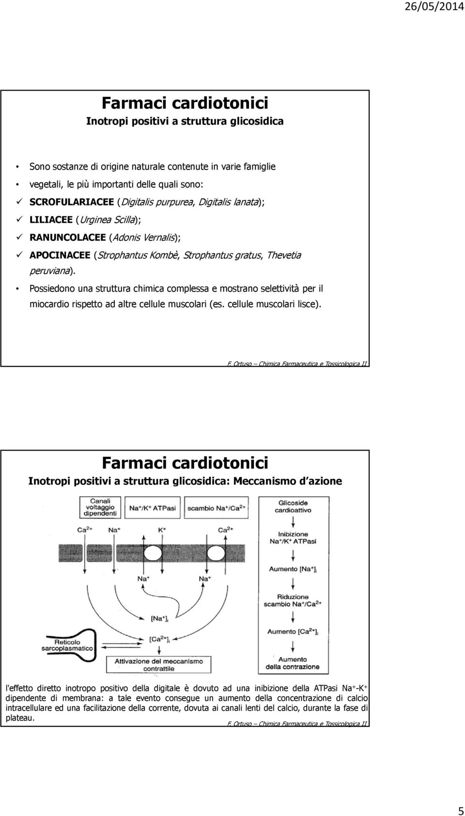 Possiedono una struttura chimica complessa e mostrano selettività per il miocardio rispetto ad altre cellule muscolari (es. cellule muscolari lisce).