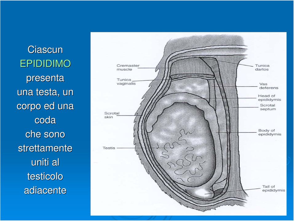 coda che sono strettamente