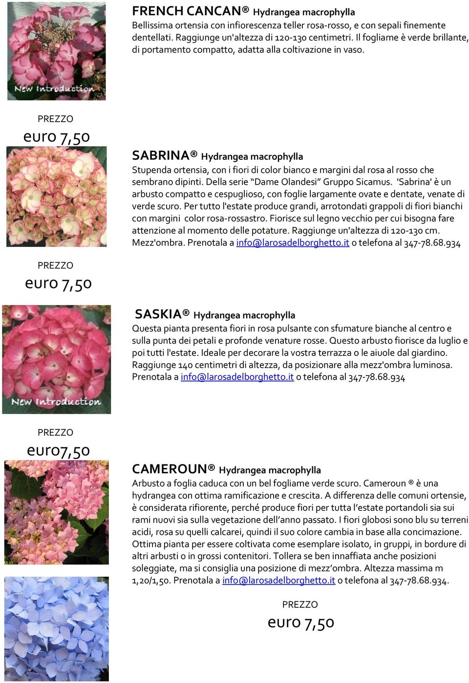 SABRINA Hydrangea macrophylla Stupenda ortensia, con i fiori di color bianco e margini dal rosa al rosso che sembrano dipinti. Della serie Dame Olandesi Gruppo Sicamus.