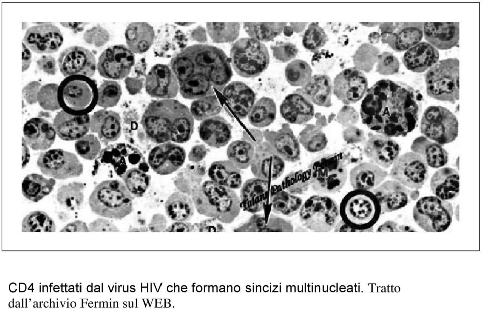 multinucleati.