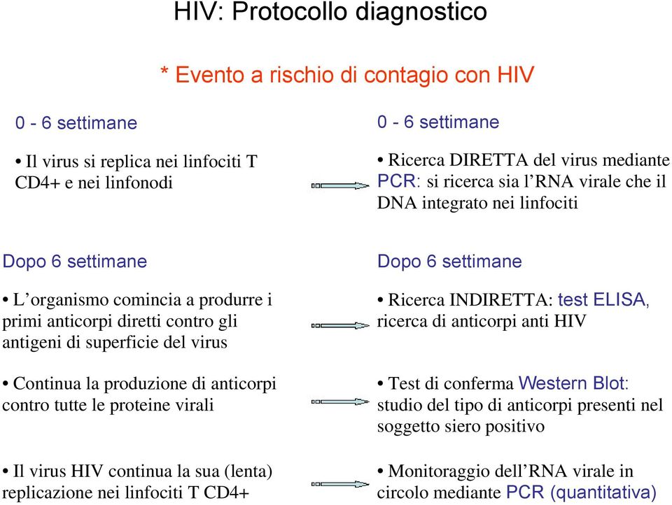 Continua la produzione di anticorpi contro tutte le proteine virali Il virus HIV continua la sua (lenta) replicazione nei linfociti T CD4+ Dopo 6 settimane Ricerca INDIRETTA: test ELISA,