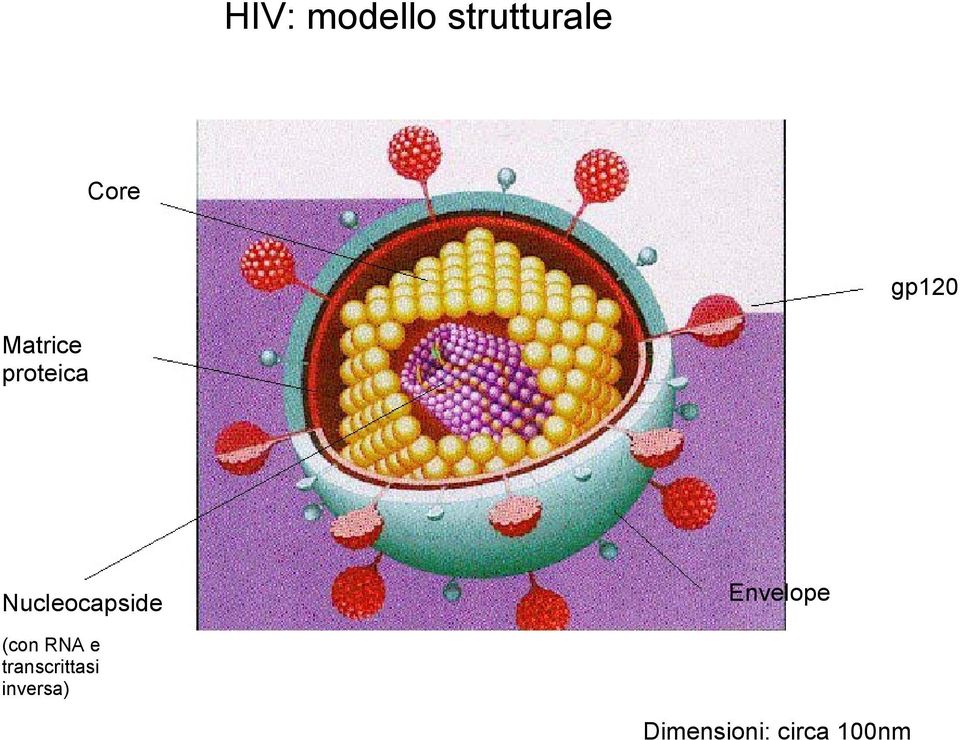 Nucleocapside Envelope (con RNA e