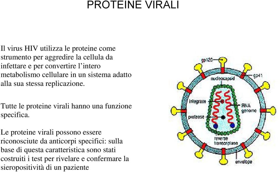 Tutte le proteine virali hanno una funzione specifica.