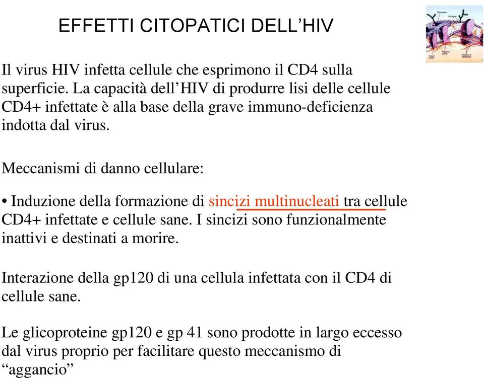 Meccanismi di danno cellulare: Induzione della formazione di sincizi multinucleati tra cellule CD4+ infettate e cellule sane.