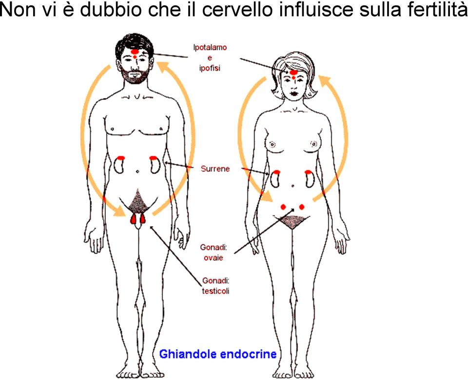 cervello