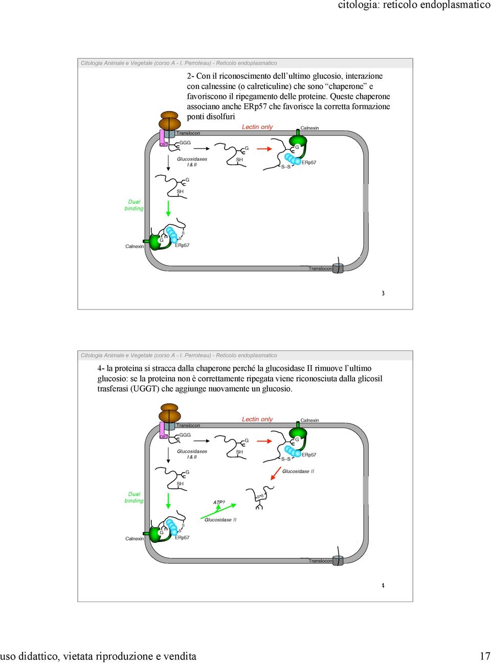 Queste chaperone associano anche ERp57 che favorisce la corretta formazione ponti disolfuri 33 4- la proteina si stracca dalla