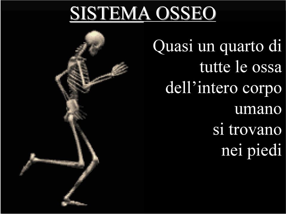 ossa dell intero corpo