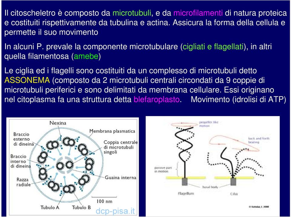 prevale la componente microtubulare (cigliati e flagellati), in altri quella filamentosa (amebe) Le ciglia ed i flagelli sono costituiti da un complesso