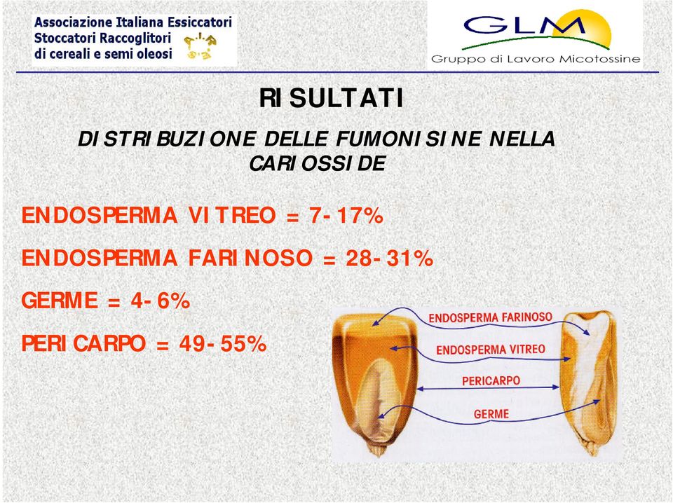 = 7-17% ENDOSPERMA FARINOSO =