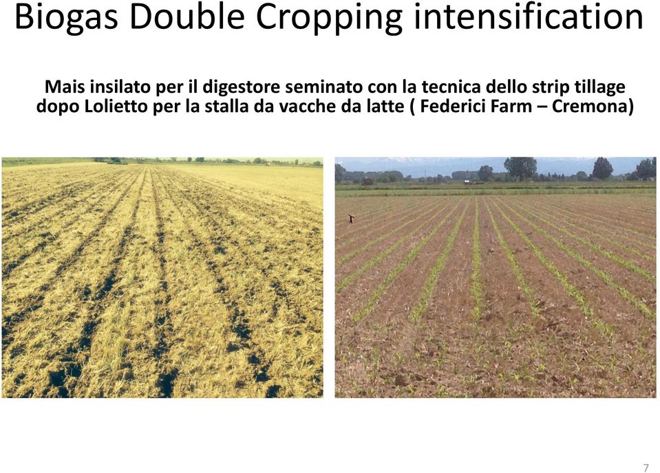 tecnica dello strip tillage dopo Lolietto per