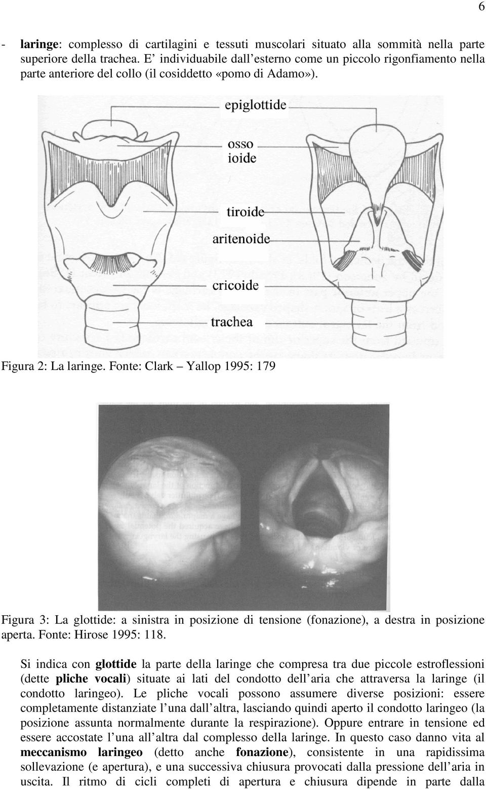 Fonte: Clark Yallop 1995: 179 Figura 3: La glottide: a sinistra in posizione di tensione (fonazione), a destra in posizione aperta. Fonte: Hirose 1995: 118.