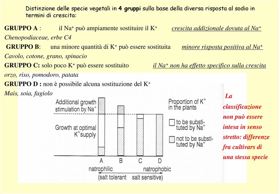 cotone, grano, spinacio GRUPPO C: solo poco K + può essere sostituito il Na + non ha effetto specifico sulla crescita orzo, riso, pomodoro, patata GRUPPO D : non