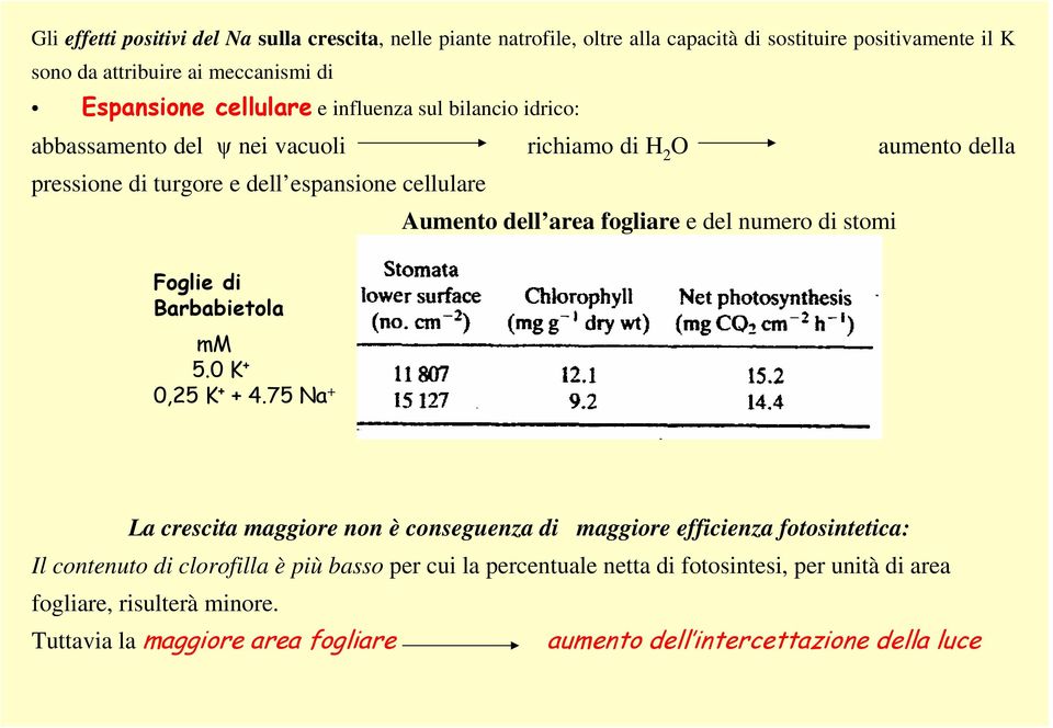 fogliare e del numero di stomi Foglie di Barbabietola mm 5.0 K + 0,25 K + + 4.