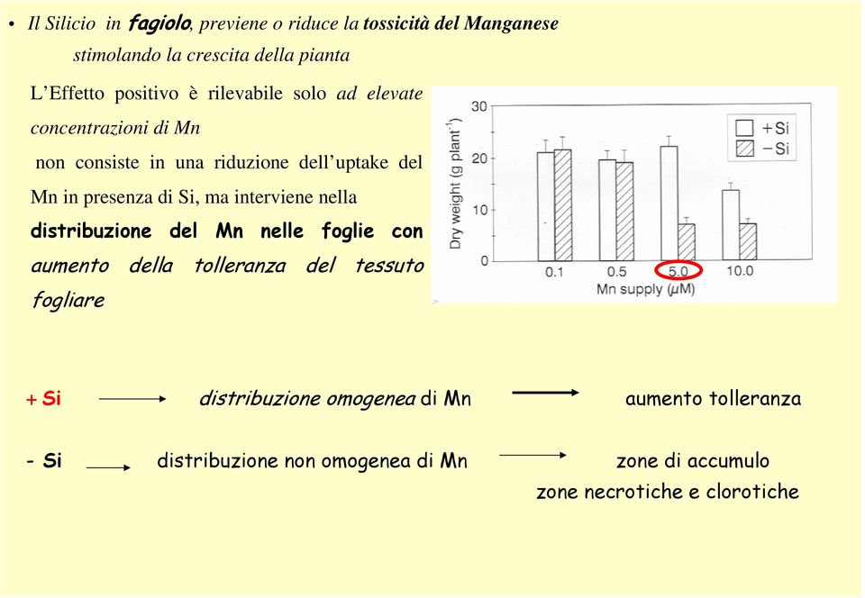 di Si, ma interviene nella distribuzione del Mn nelle foglie con aumento della tolleranza del tessuto fogliare + Si