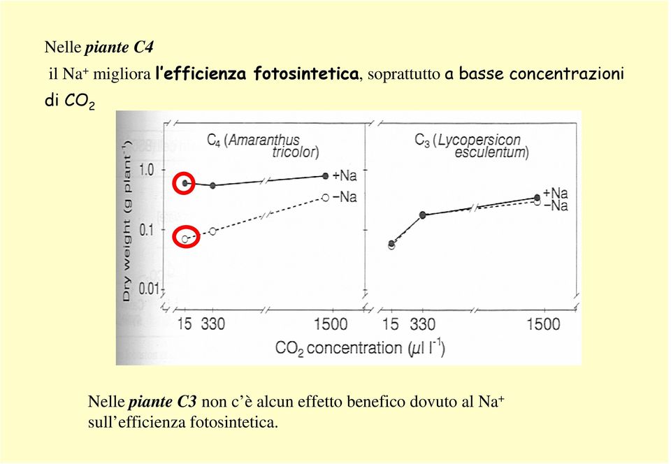 concentrazioni di CO 2 Nelle piante C3 non c è