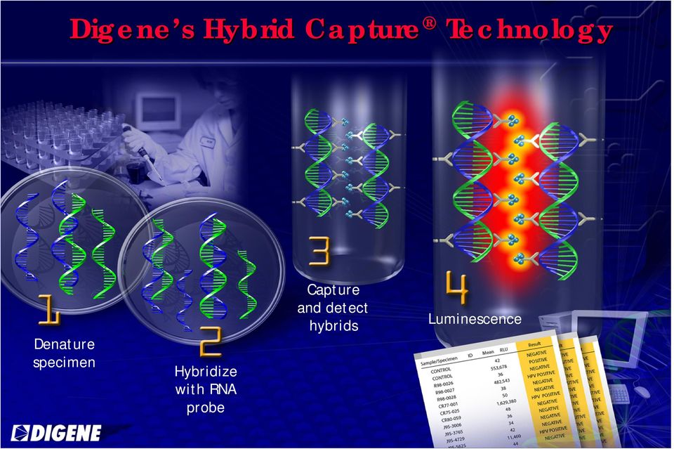 Hybridize with RNA probe