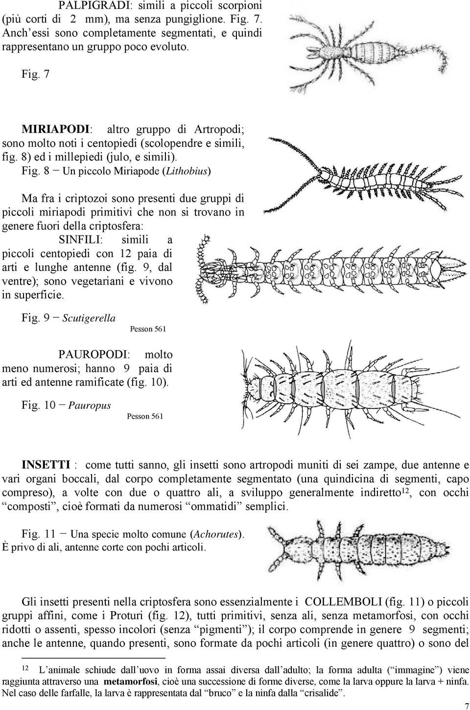 8 Un piccolo Miriapode (Lithobius) Ma fra i criptozoi sono presenti due gruppi di piccoli miriapodi primitivi che non si trovano in genere fuori della criptosfera: SINFILI: simili a piccoli