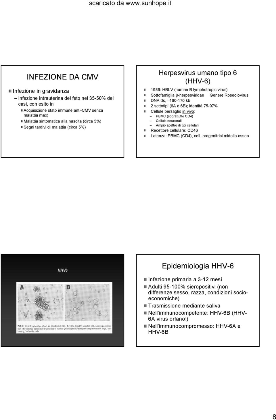 sottotipi (6A e 6B); identità 75-97% Cellule bersaglio in vivo: PBMC (soprattutto CD4) Cellule neuronali Ampio spettro di tipi cellulari Recettore cellulare: CD46 Latenza: PBMC (CD4), cell.