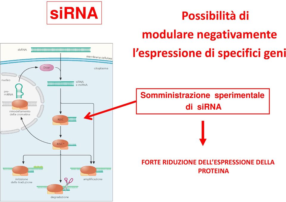 geni Somministrazione sperimentale di