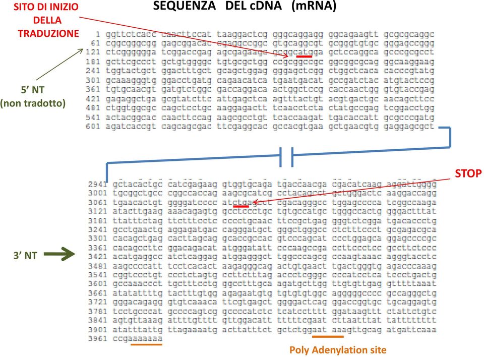 cdna (mrna) 5 NT (non