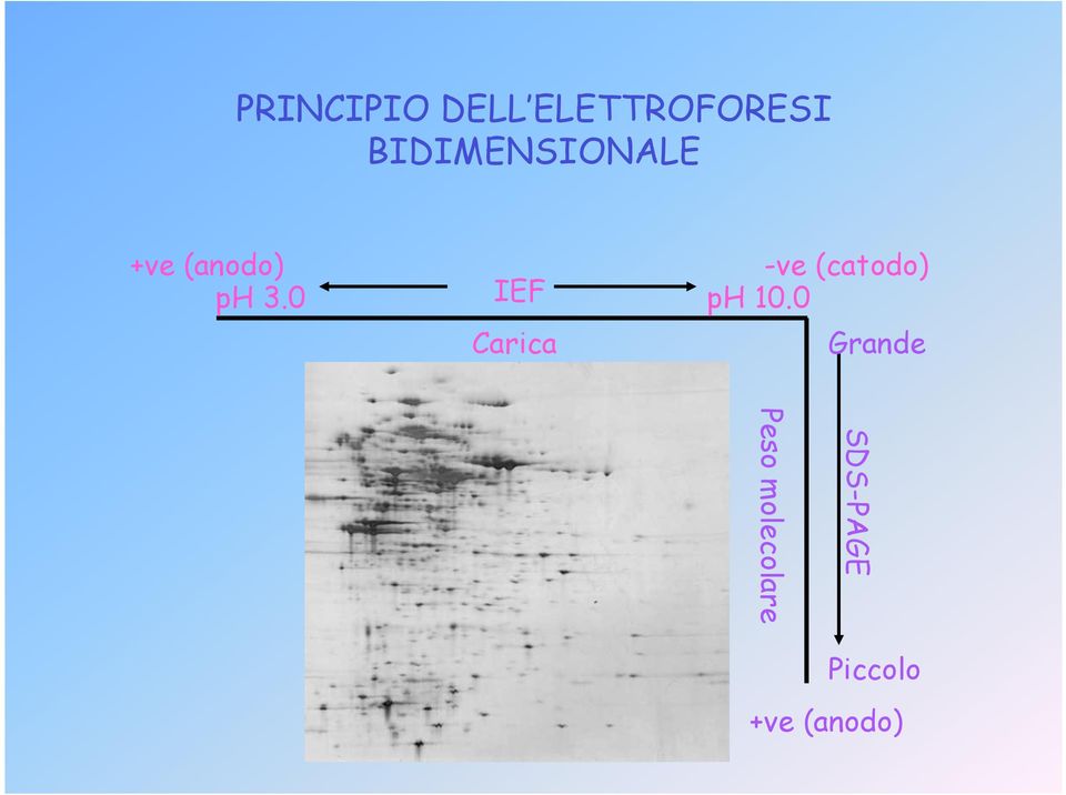 0 IEF Carica -ve (catodo) ph 10.