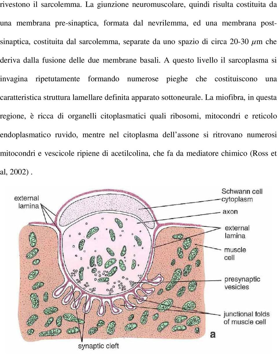 spazio di circa 20-30 µm che deriva dalla fusione delle due membrane basali.