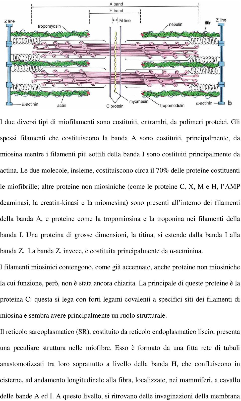 Le due molecole, insieme, costituiscono circa il 70% delle proteine costituenti le miofibrille; altre proteine non miosiniche (come le proteine C, X, M e H, l AMP deaminasi, la creatin-kinasi e la