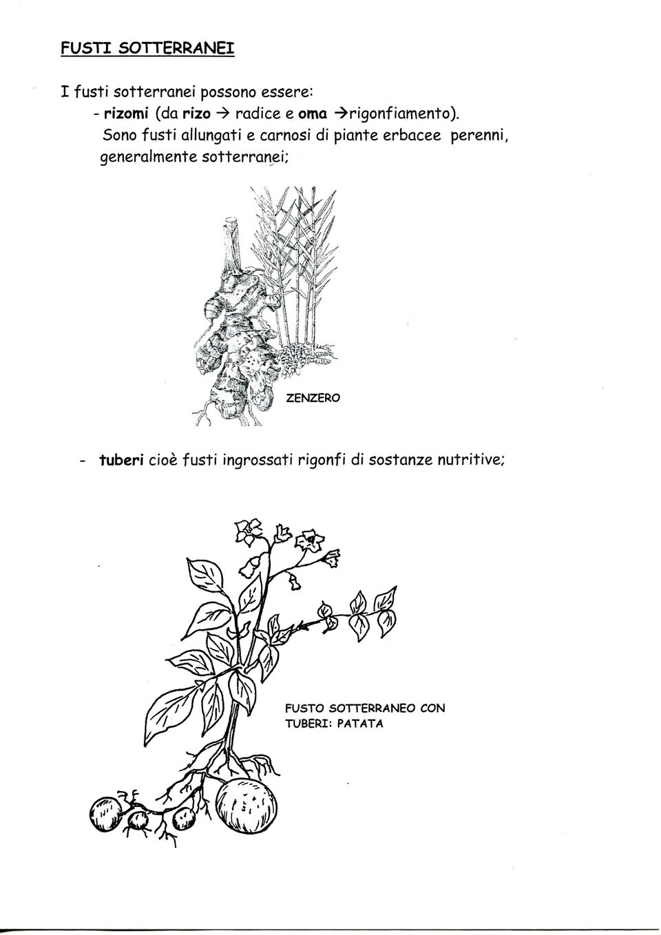 Sono fusti allungati e carnosi di piante erbacee perenni, generalmente