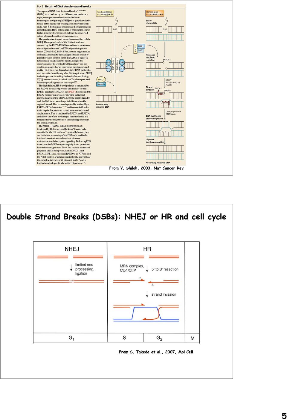 Double Strand Breaks (DSBs):