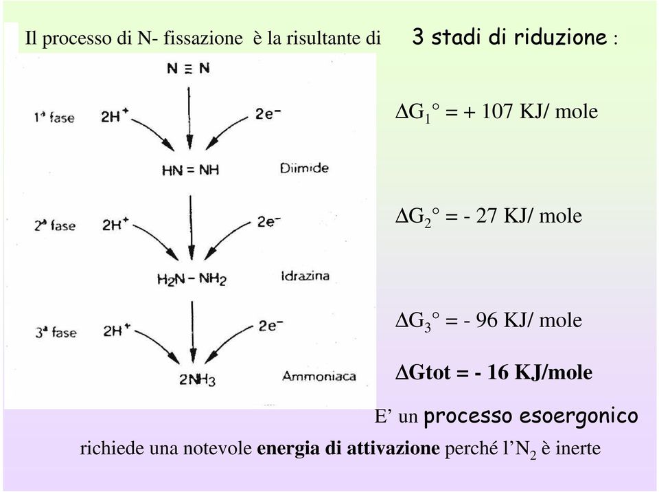 96 KJ/ mole Gtot = - 16 KJ/mole E un processo esoergonico