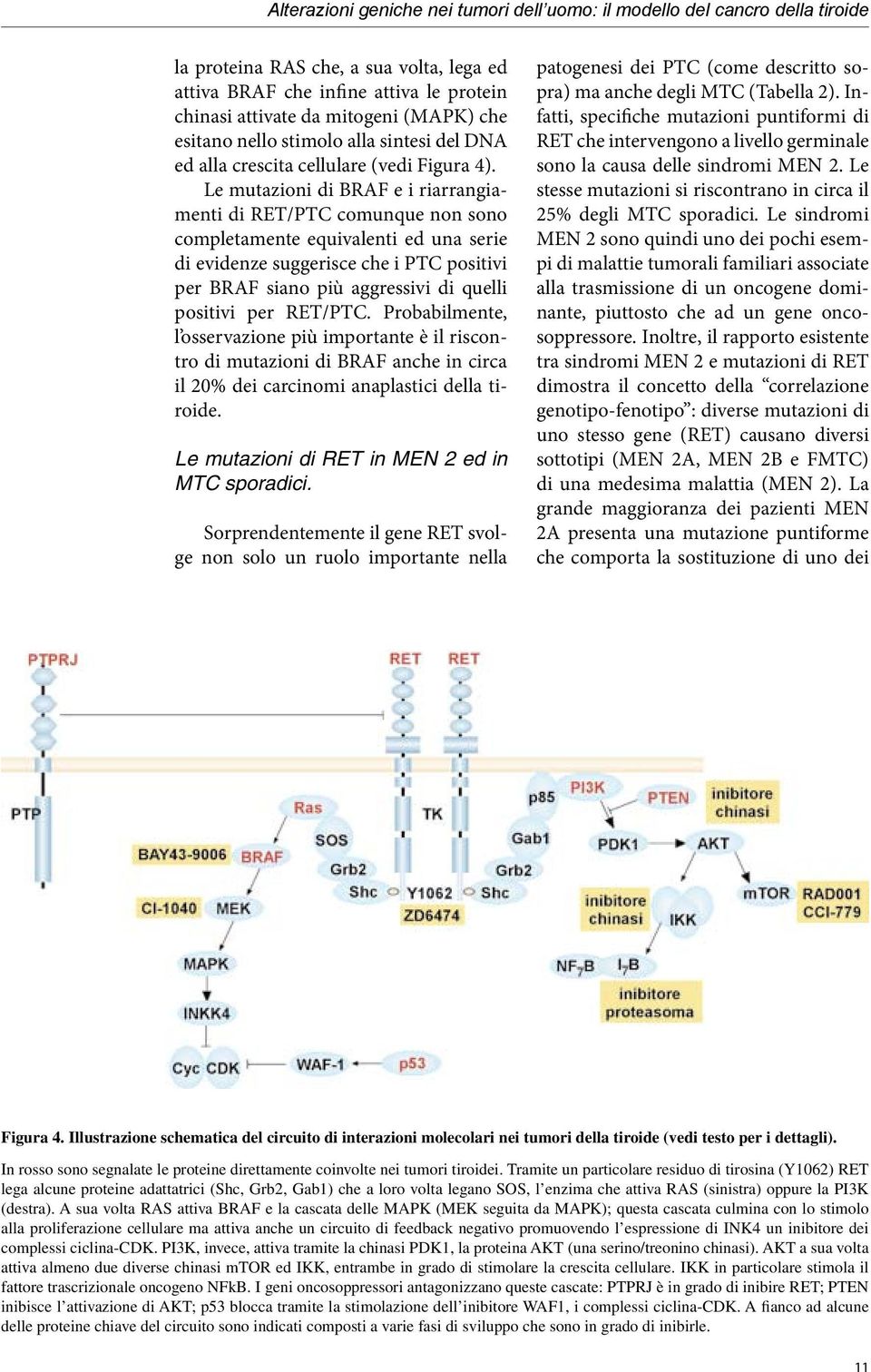 Le mutazioni di BRAF e i riarrangiamenti di RET/PTC comunque non sono completamente equivalenti ed una serie di evidenze suggerisce che i PTC positivi per BRAF siano più aggressivi di quelli positivi