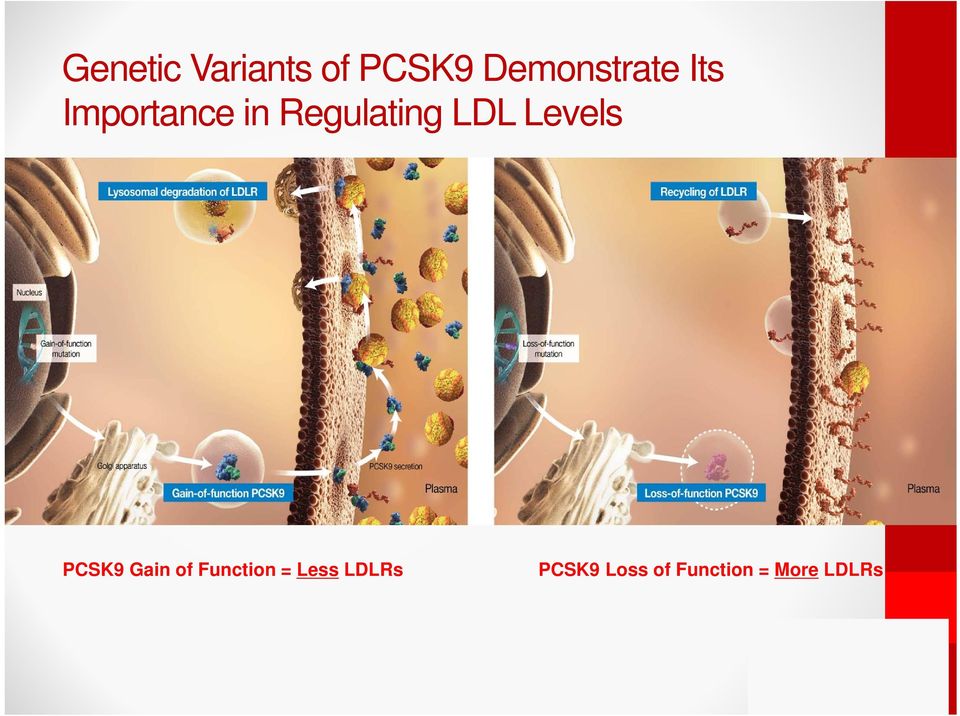 Levels PCSK9 Gain of Function = Less