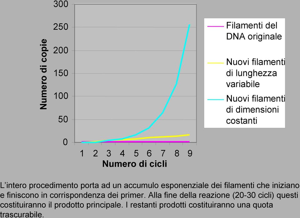 esponenziale dei filamenti che iniziano e finiscono in corrispondenza dei primer.