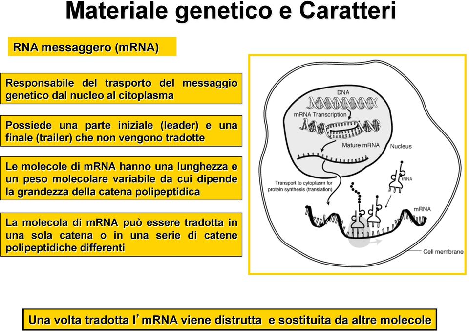 peso molecolare variabile da cui dipende la grandezza della catena polipeptidica La molecola di mrna può essere tradotta in una