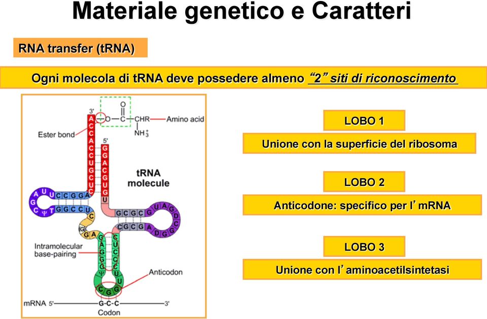 riconoscimento LOBO 1 Unione con la superficie del ribosoma