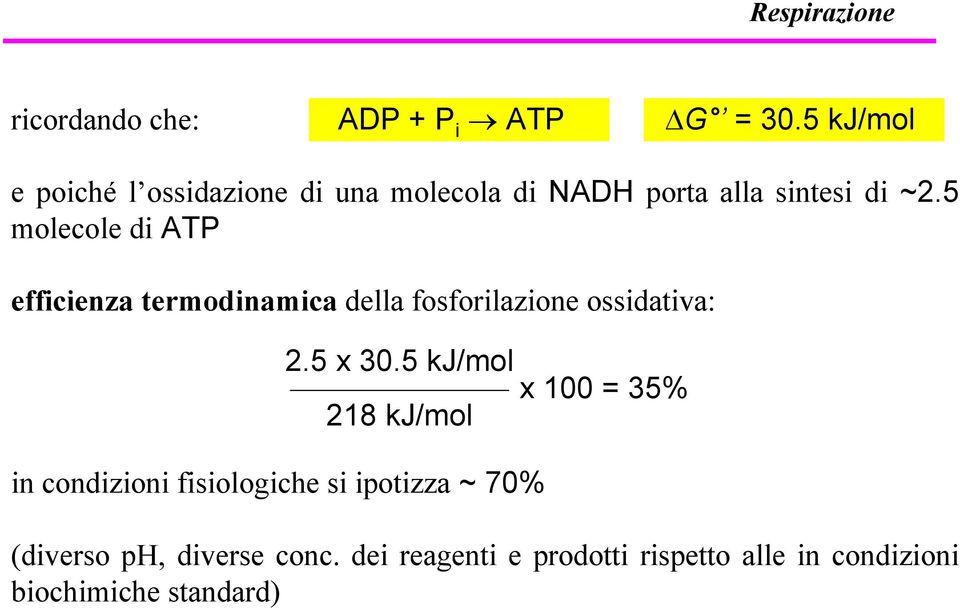 5 molecole di ATP efficienza termodinamica della fosforilazione ossidativa: 2.5 x 30.