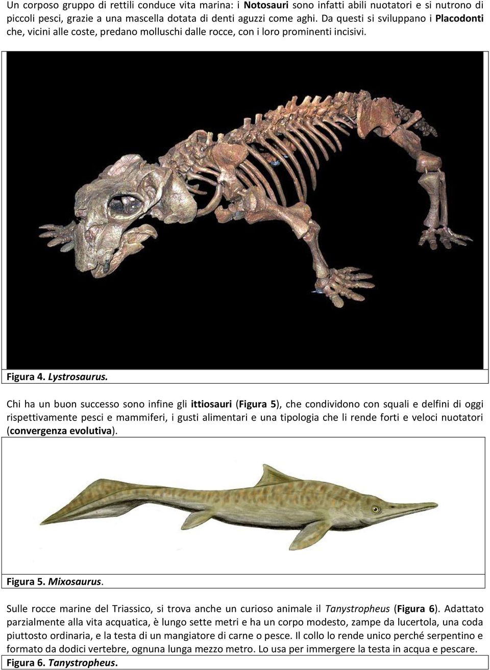 Chi ha un buon successo sono infine gli ittiosauri (Figura 5), che condividono con squali e delfini di oggi rispettivamente pesci e mammiferi, i gusti alimentari e una tipologia che li rende forti e