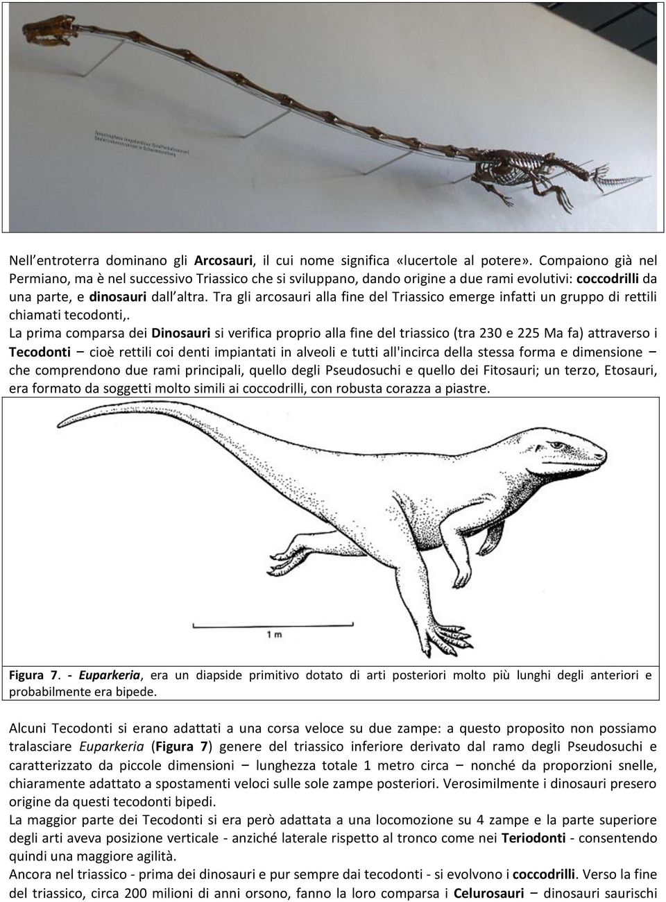 Tra gli arcosauri alla fine del Triassico emerge infatti un gruppo di rettili chiamati tecodonti,.