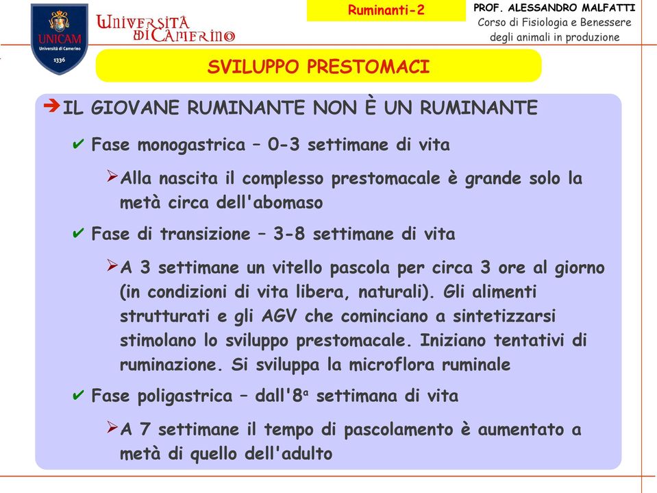 libera, naturali). Gli alimenti strutturati e gli AGV che cominciano a sintetizzarsi stimolano lo sviluppo prestomacale. Iniziano tentativi di ruminazione.