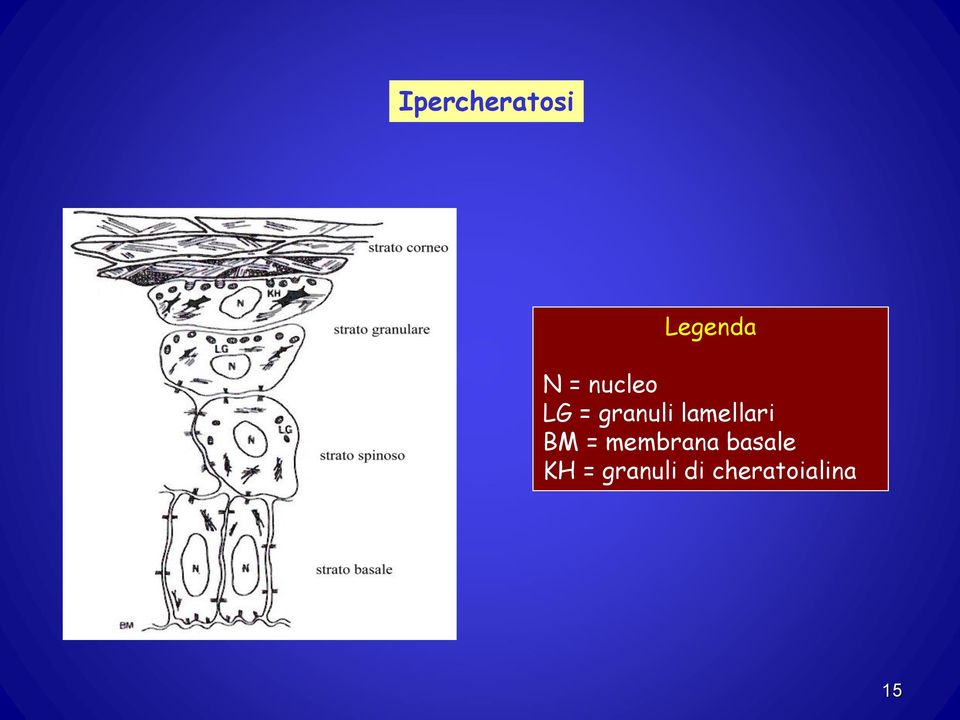 lamellari BM = membrana