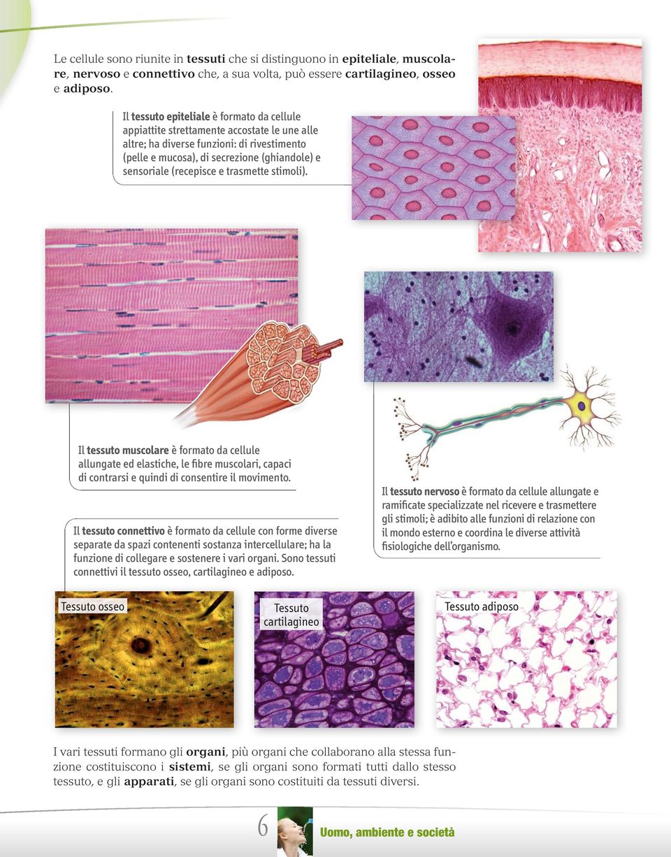 (recepisce e trasmette stimoli). Il tessuto muscolare è formato da cellule allungate ed elastiche, le fibre muscolari, capaci di contrarsi e quindi di consentire il movimento.