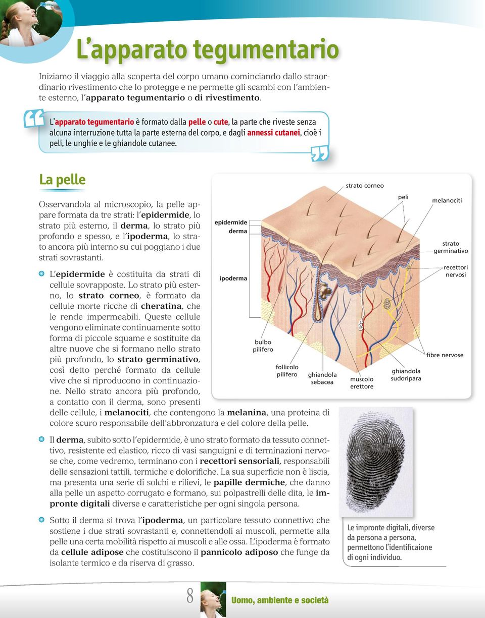 L apparato tegumentario è formato dalla pelle o cute, la parte che riveste senza alcuna interruzione tutta la parte esterna del corpo, e dagli annessi cutanei, cioè i peli, le unghie e le ghiandole