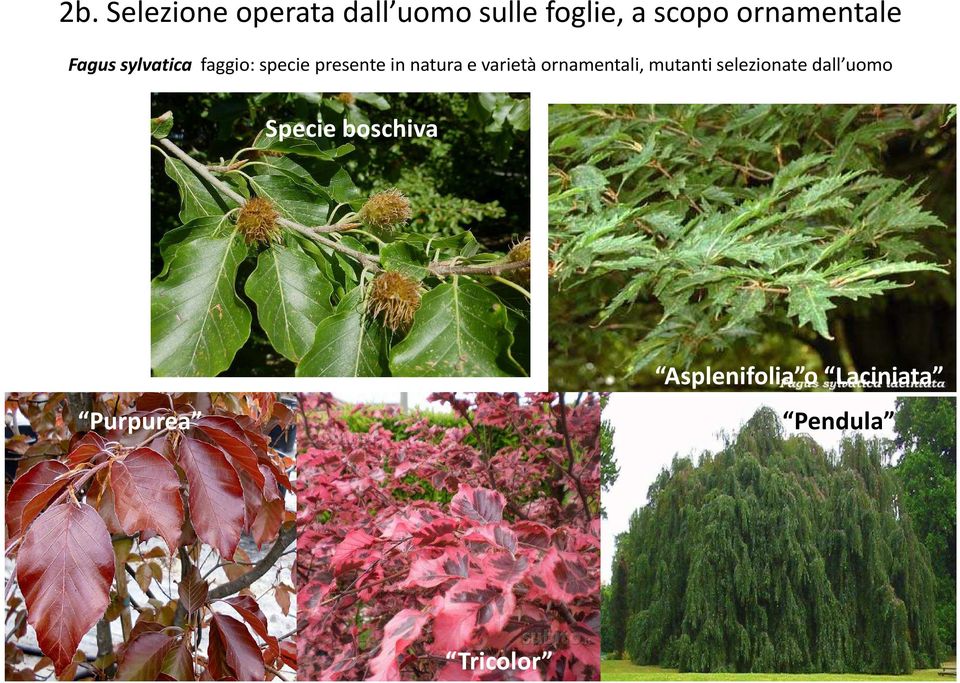natura e varietà ornamentali, mutanti selezionate dall