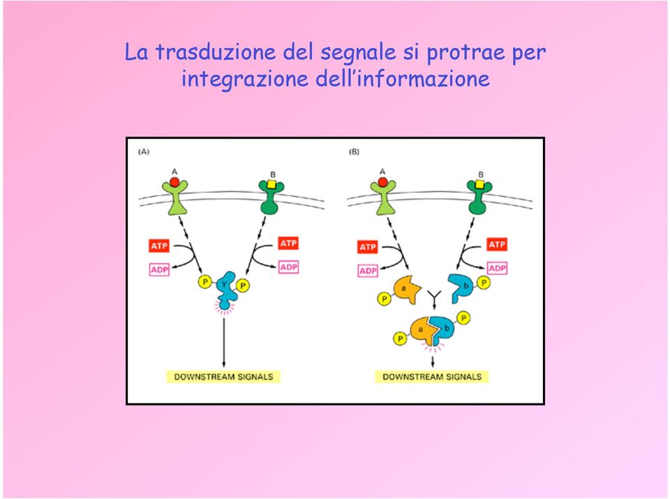 protrae per