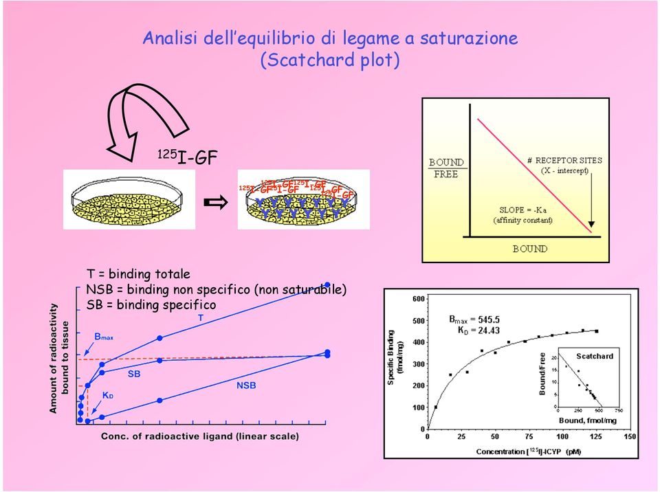 125 I-GF Y Y Y Y Y Y Y Y Y Y Y Y Y T = binding totale NSB =